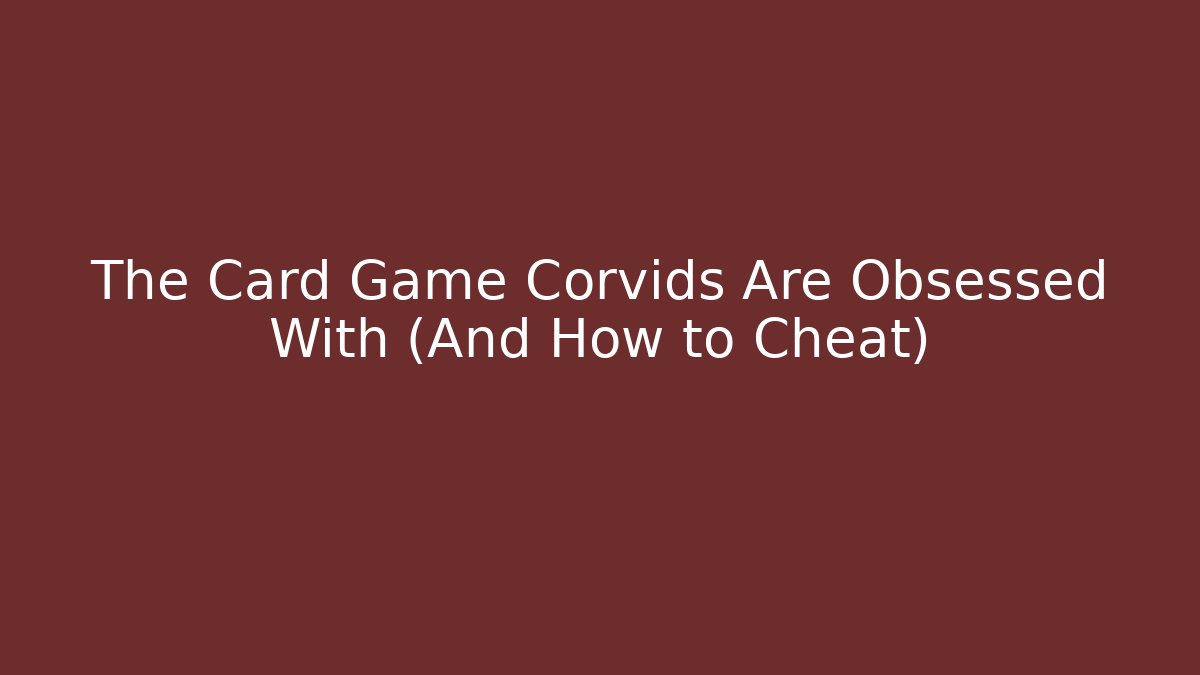 The Card Game Corvids Are Obsessed With (And How to Cheat)