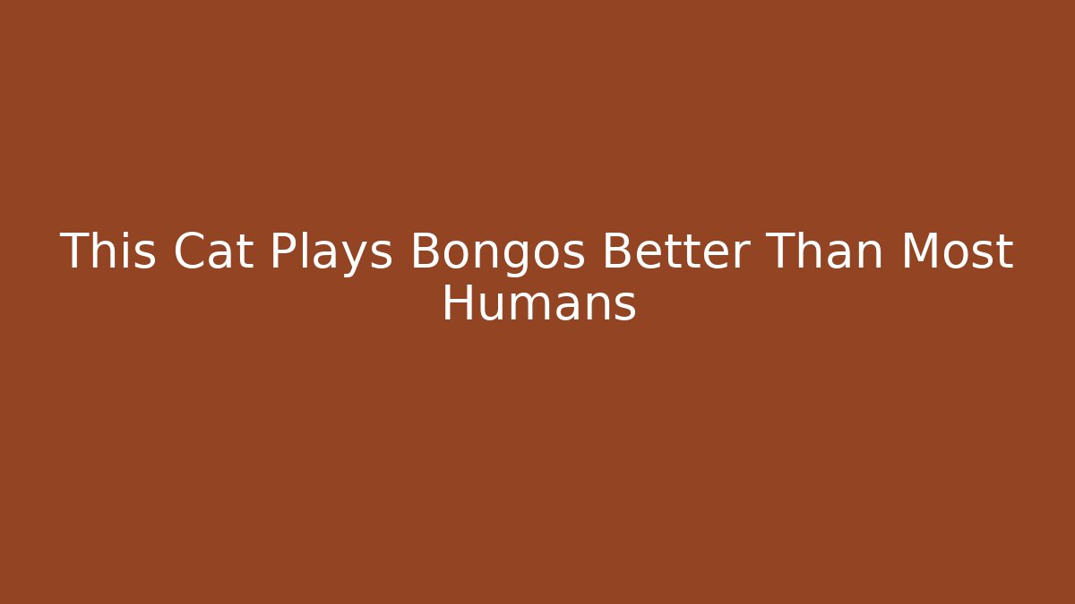 This Cat Plays Bongos Better Than Most Humans