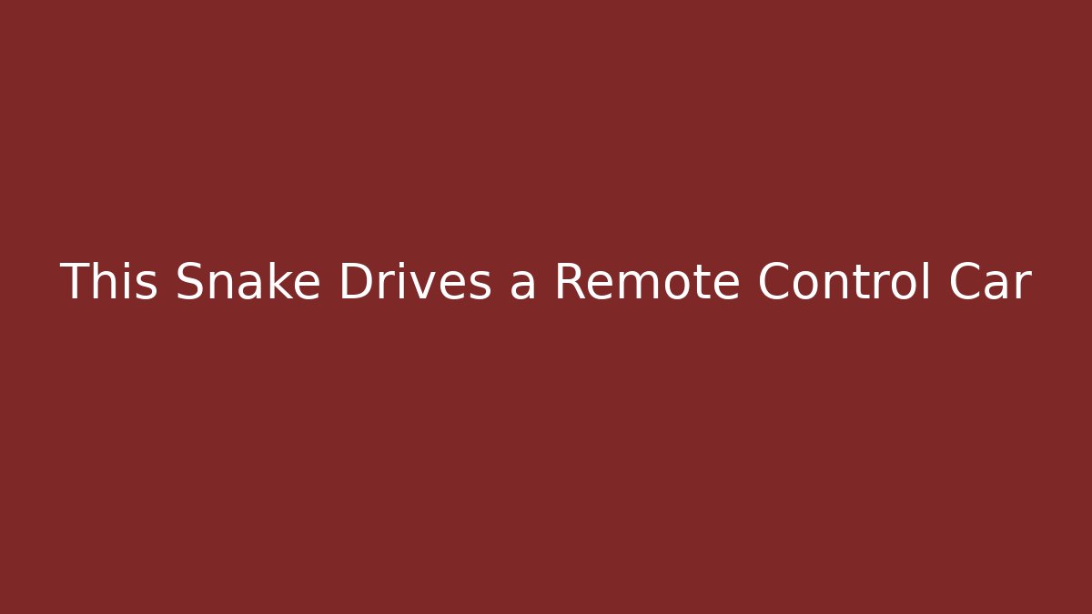 This Snake Drives a Remote Control Car